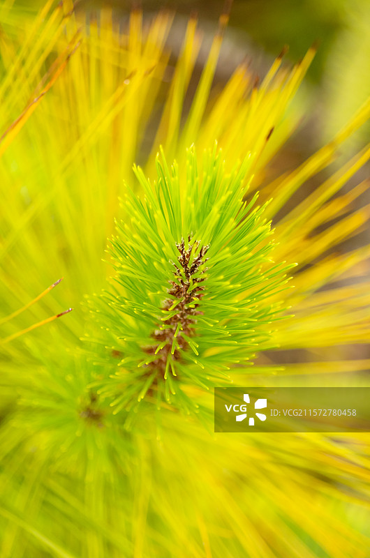 清远石角镇马头山丹霞地貌中的松树，松针图片素材