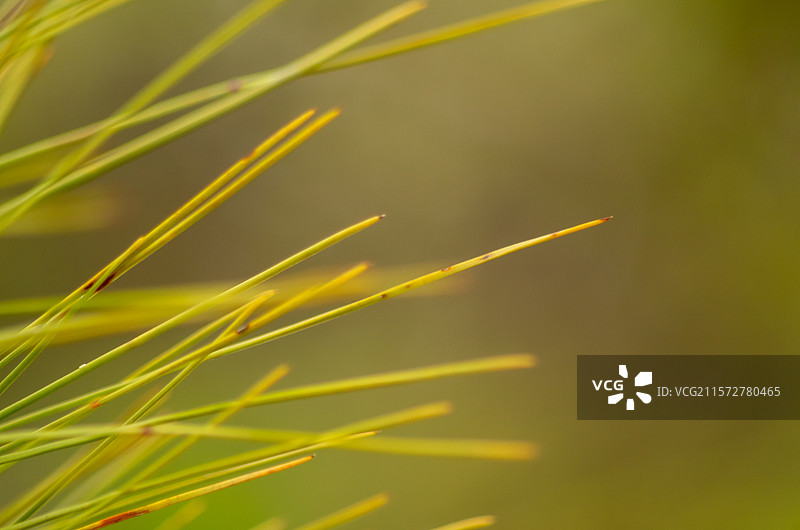 清远石角镇马头山丹霞地貌中的松树，松针图片素材