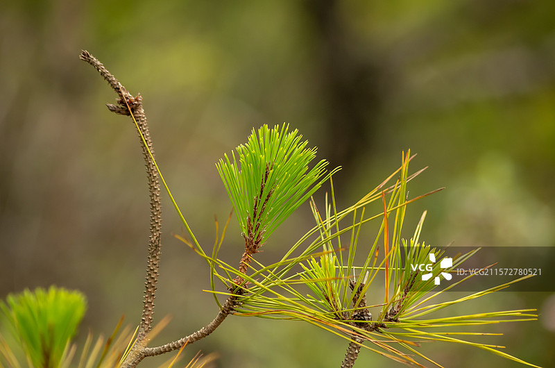 清远石角镇马头山丹霞地貌中的松树，松针图片素材