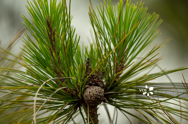 清远石角镇马头山丹霞地貌中的松树，松针图片素材