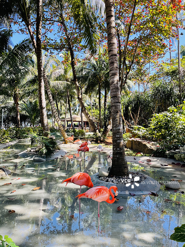 三亚蜈支洲岛火烈鸟图片素材