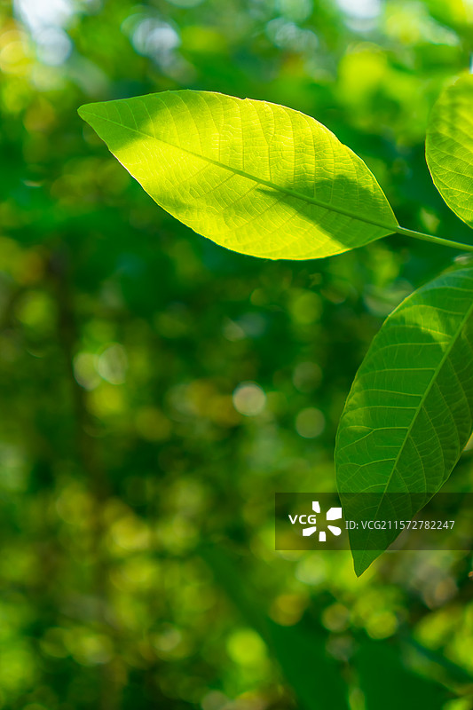 中国野生植物拍摄主题，逆光拍摄鲜嫩的绿色的黄色的树叶纹理特写，户外白昼无人图像摄影图片素材