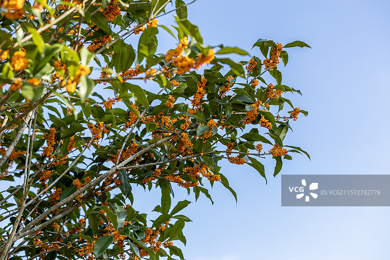 秋天的黄金桂图片素材