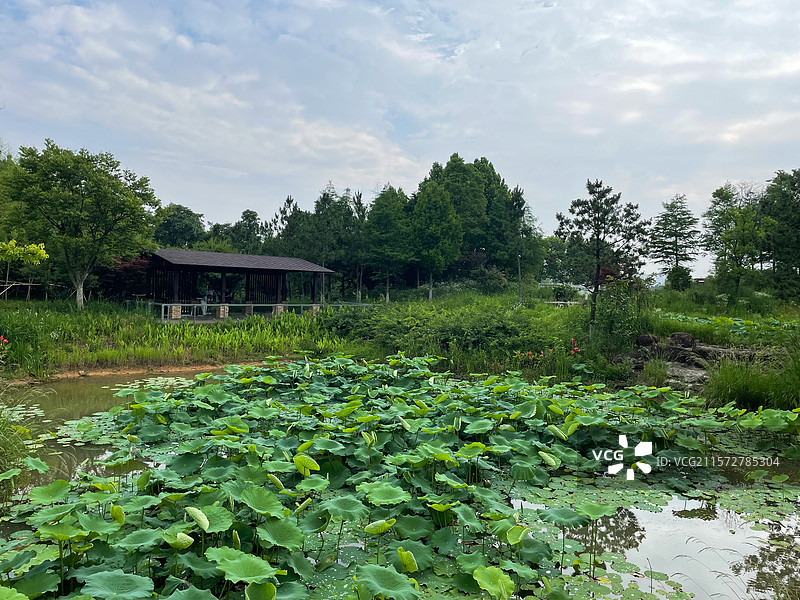 浙江金华赤山公园荷花塘与凉棚图片素材