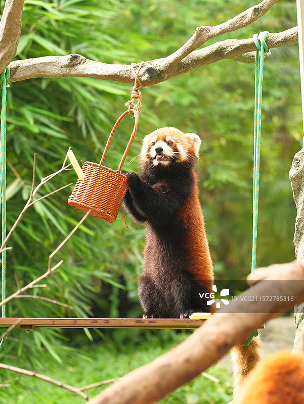 小熊猫图片素材