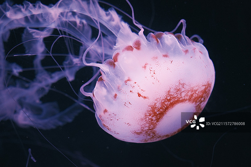 水族馆海洋世界图片素材