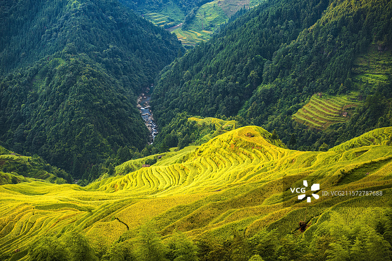 秋季的加榜梯田，满眼望去都是一遍金黄图片素材