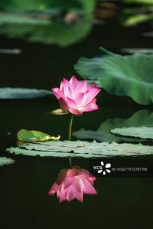 广州南沙湿地景观图片素材