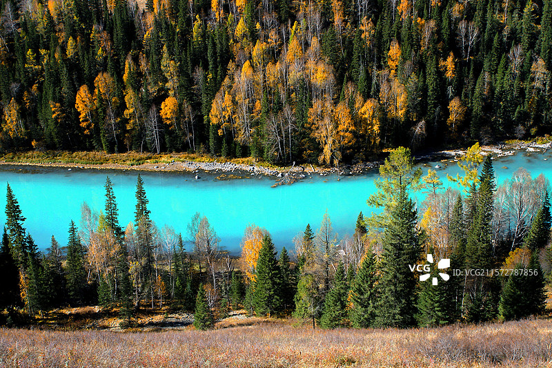 喀纳斯的秋天图片素材