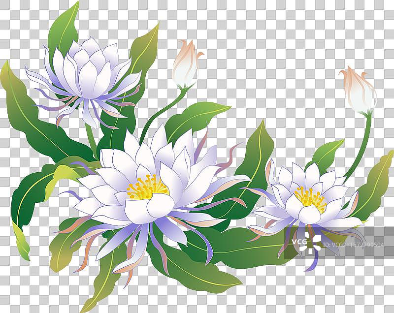 白露 昙花 插画元素图片素材