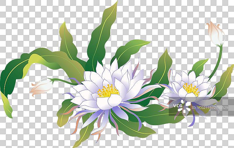 白露 昙花 插画元素图片素材