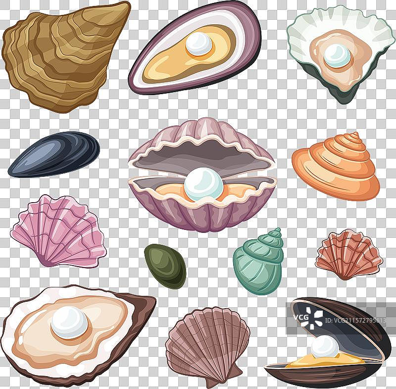 海洋贝壳卡通水生生物螺旋沙滩图片素材