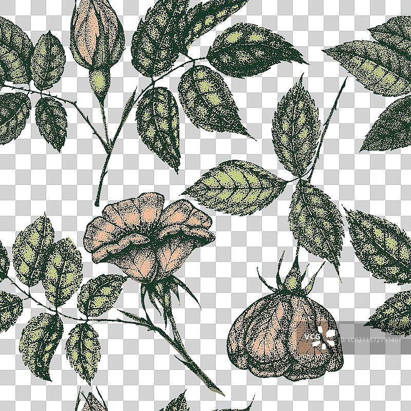 野玫瑰花的绘画和素描图片素材