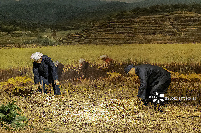 广西民族博物馆“壮族文化展”：壮族收割稻谷场景图片素材