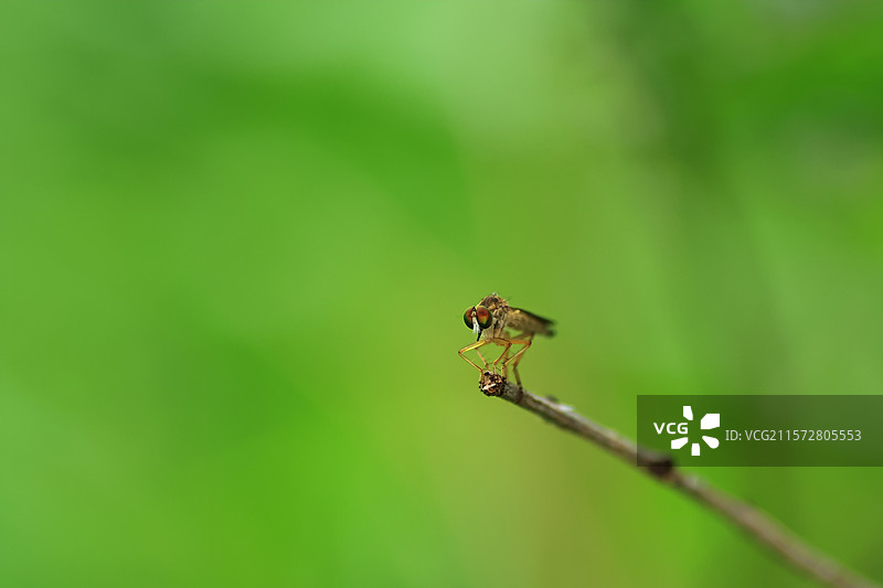 食虫虻图片素材