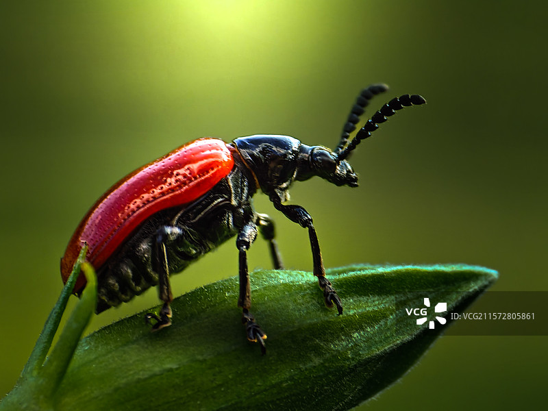 叶甲壳虫图片素材