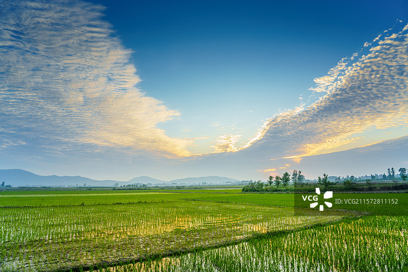 日出日落长着嫩绿水稻秧苗的田野，蓝色的天空飘着白色的云朵，云朵间泛着黄色的暖光图片素材