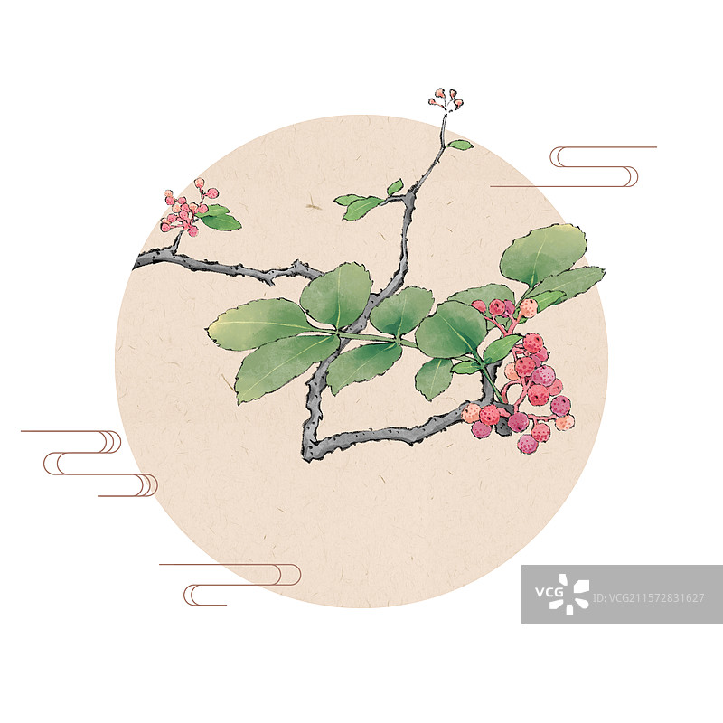 手绘调料佐料植物中药药材花椒插画素材，新鲜麻椒藤椒青花椒红花椒大红袍，云贵川渝陕麦积秦安花椒。图片素材