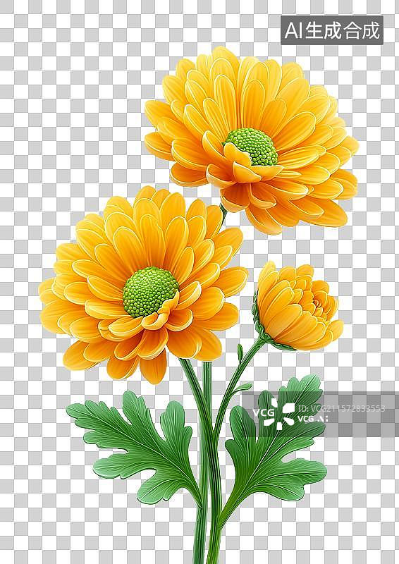 【AI数字艺术】【免抠png素材】金黄色的菊花图片素材