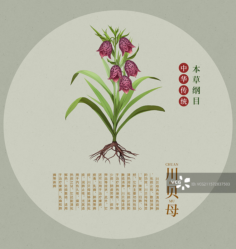 中国传统文化中草药药材川贝母图片素材