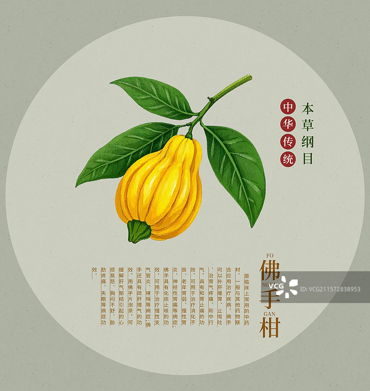 中国传统文化中草药药材之佛手图片素材