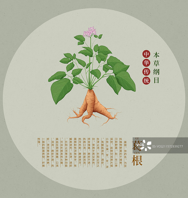 中国传统文化中草药药材之葛根图片素材