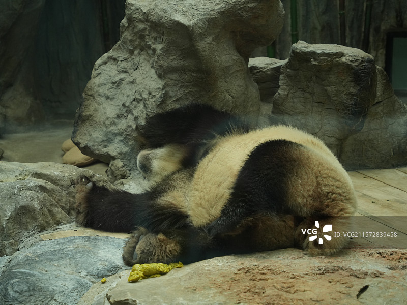 北京动物园大熊猫图片素材