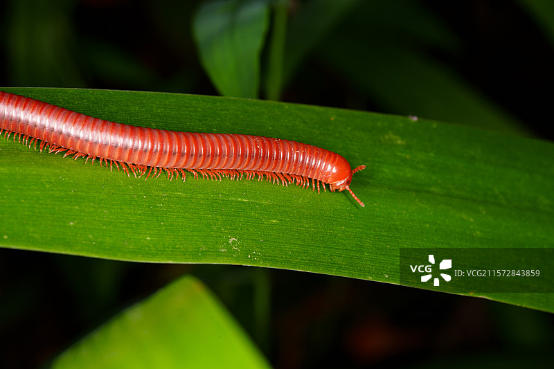 绿叶上的红色千足虫图片素材