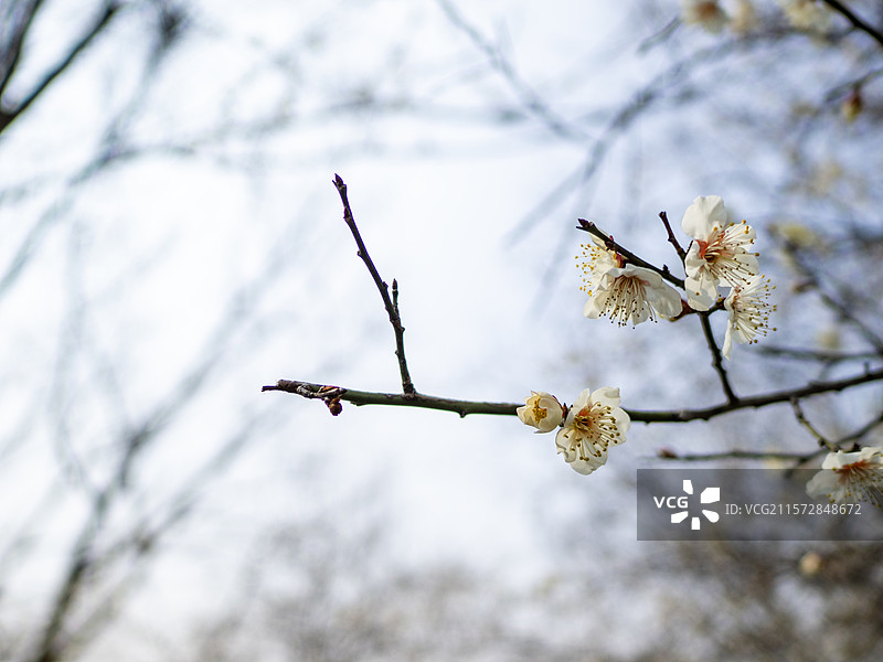 杭州西溪湿地枝头含苞待放的白色梅花与蓝天背景图片素材