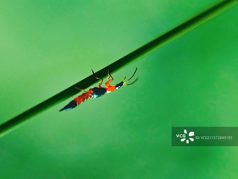 隐翅虫特写镜头图片素材