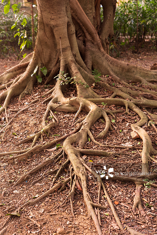 榕树树根图片素材