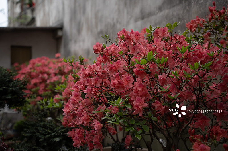 墙边盛开的粉红色杜鹃花图片素材