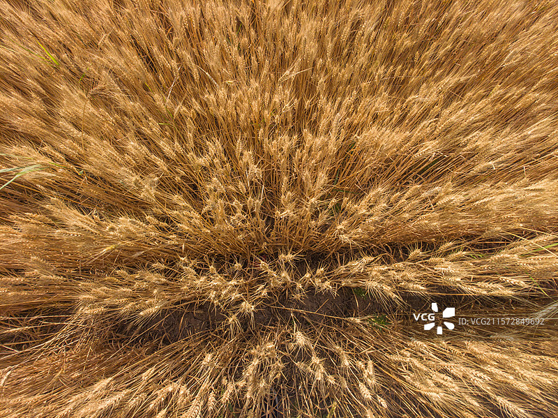 麦熟季图片素材