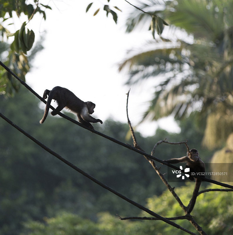 黑帽悬猴图片素材