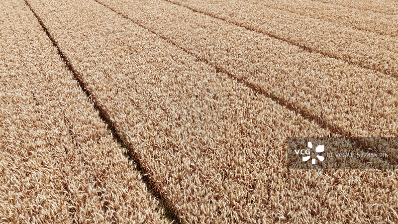 山东省枣庄市山亭区丰谷良种繁育基地金色的麦田图片素材