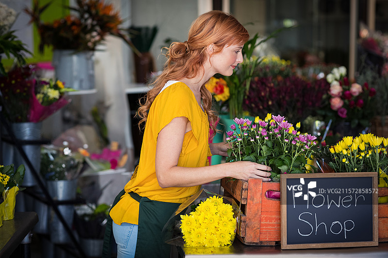 女花店老板在木质柜台上摆放黄色的菊花和雏菊，旁边有黑板标志。图片素材