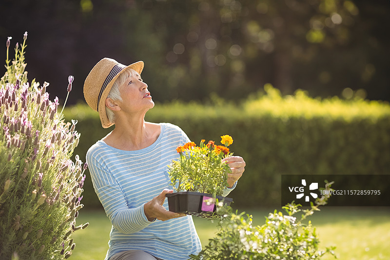 一位戴着草帽的老年女性跪在薰衣草灌木旁，手持黑色托盘检查万寿菊的花朵。图片素材