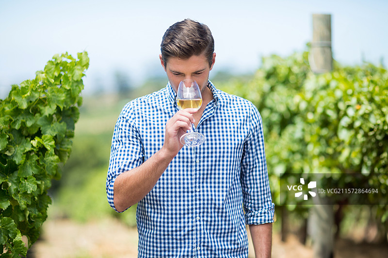 穿着格子衬衫的成年男子在葡萄园的葡萄藤间闻着高脚杯中的葡萄酒图片素材