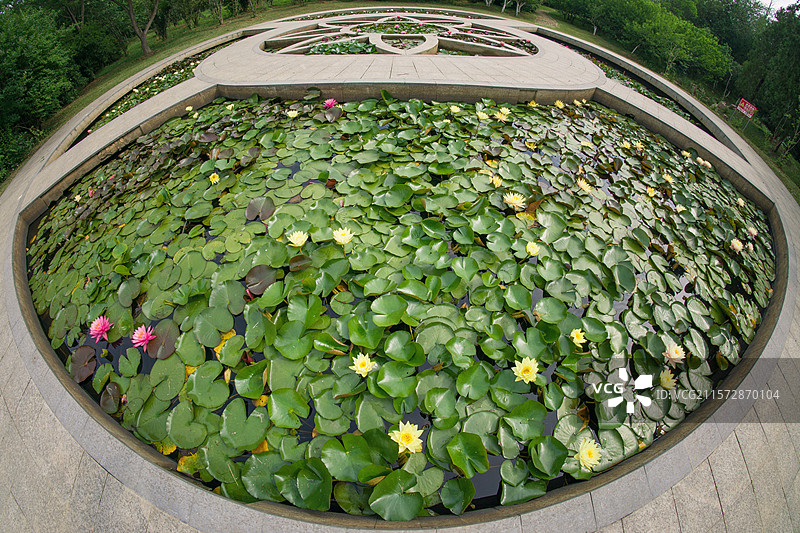 合肥植物园睡莲池图片素材