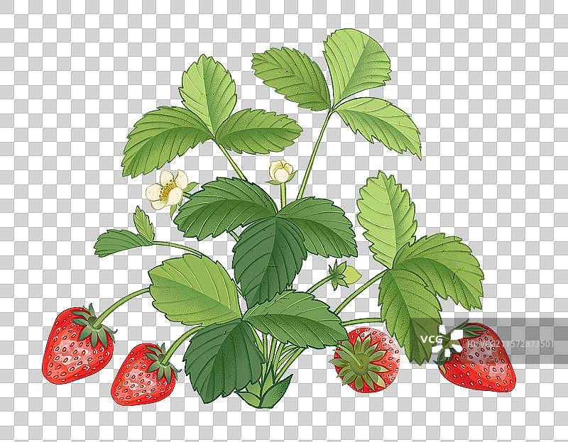 植物水果草莓元素图片素材
