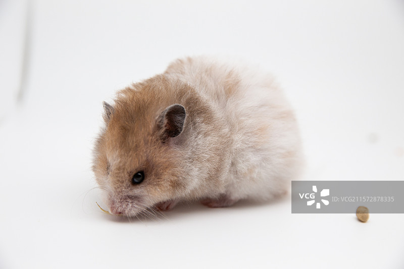 叙利亚仓鼠（金丝熊）图片素材