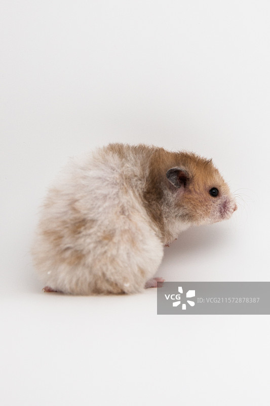 叙利亚仓鼠（金丝熊）图片素材