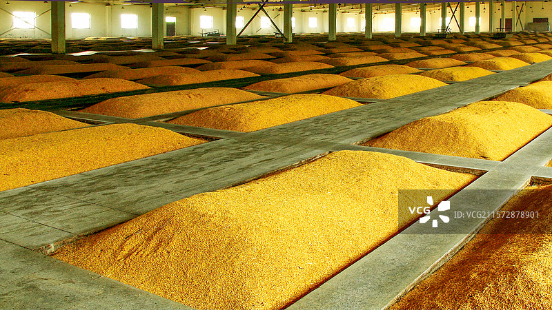 河北泊头市制酒厂粮食发酵池图片素材