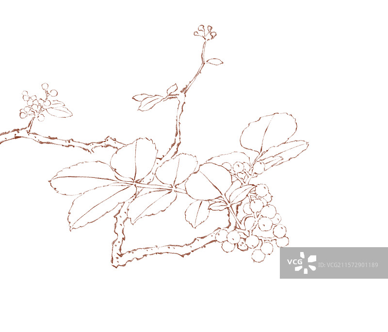 手绘调料佐料植物中药药材花椒免抠线稿，新鲜麻椒藤椒花椒红花椒大红袍，云贵川渝陕麦积花椒秦安花椒。图片素材