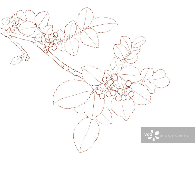 手绘调料佐料植物中药药材花椒免抠线稿，新鲜麻椒藤椒花椒红花椒大红袍，云贵川渝陕麦积花椒秦安花椒。图片素材