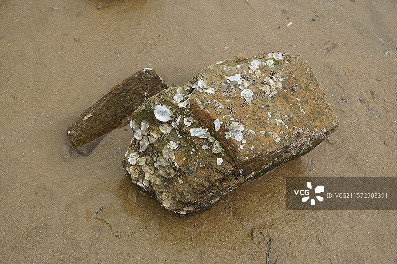 山东日照牡蛎岛贝壳岩石图片素材