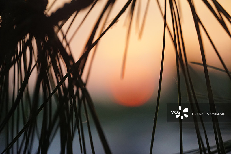 松针日落剪影图片素材