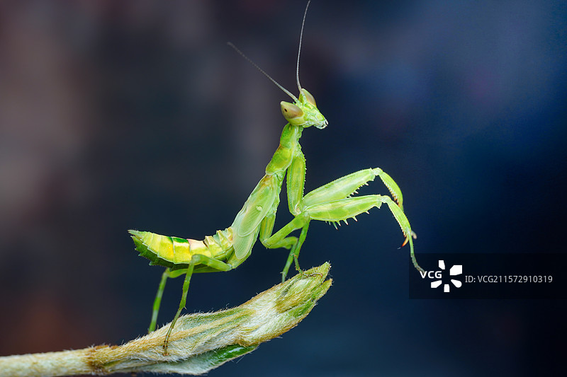 风里有了夏天的味道图片素材