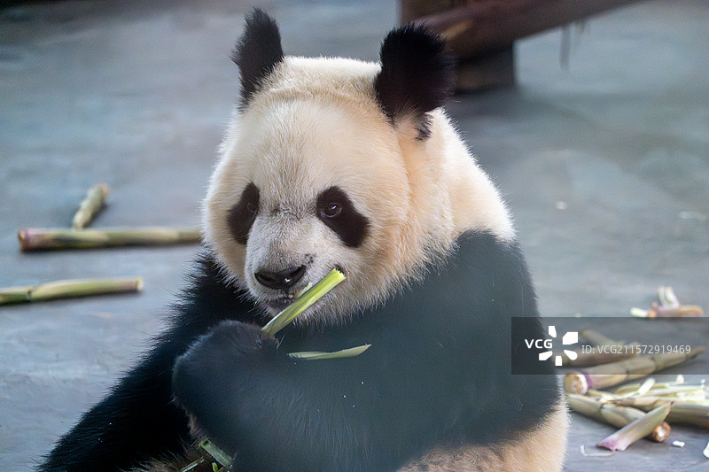 成都大熊猫基地大熊猫图片素材
