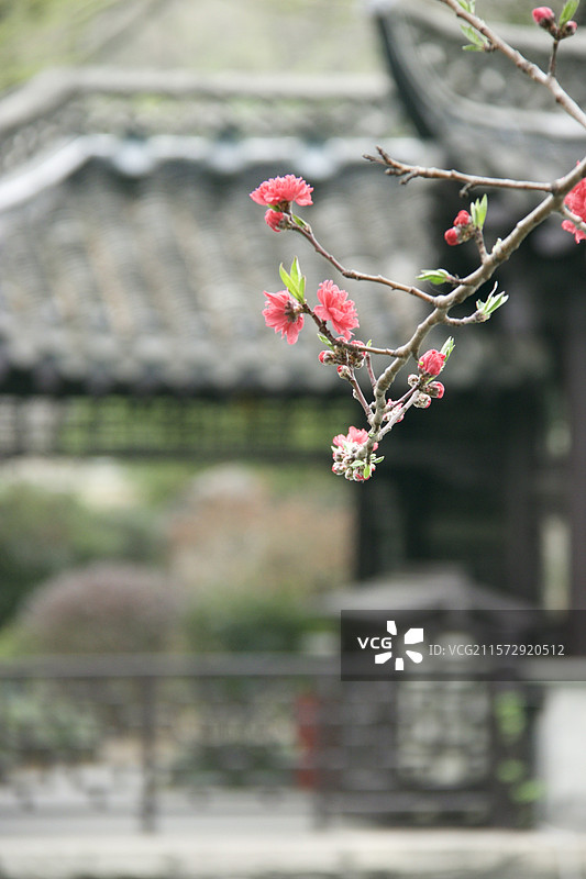 扬州瘦西湖春日花朵图片素材